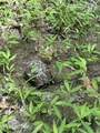 0 Thorngrove Pike - Photo 6