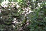 425 Baugh Hollow Lane - Photo 37
