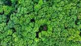 18.5 acres Raccoon Ridge Rd - Photo 29