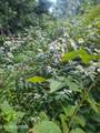 18.5 acres Raccoon Ridge Rd - Photo 33