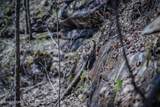  Fall Creek Rd - Photo 11