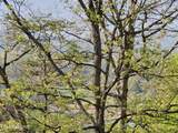29+ACRES Boatmans Mountain - Photo 1