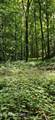  Bunch Hollow Rd - Photo 7