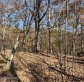  Parcel 053 050.00 Obes Branch Rd - Photo 38