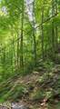 Lot 0025 Black Walnut Flats Rd - Photo 2