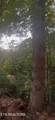 3011 Ballplay Rd - Photo 8