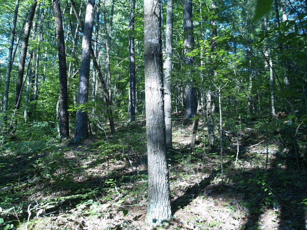 2842 Overlook View Rd - Photo 1