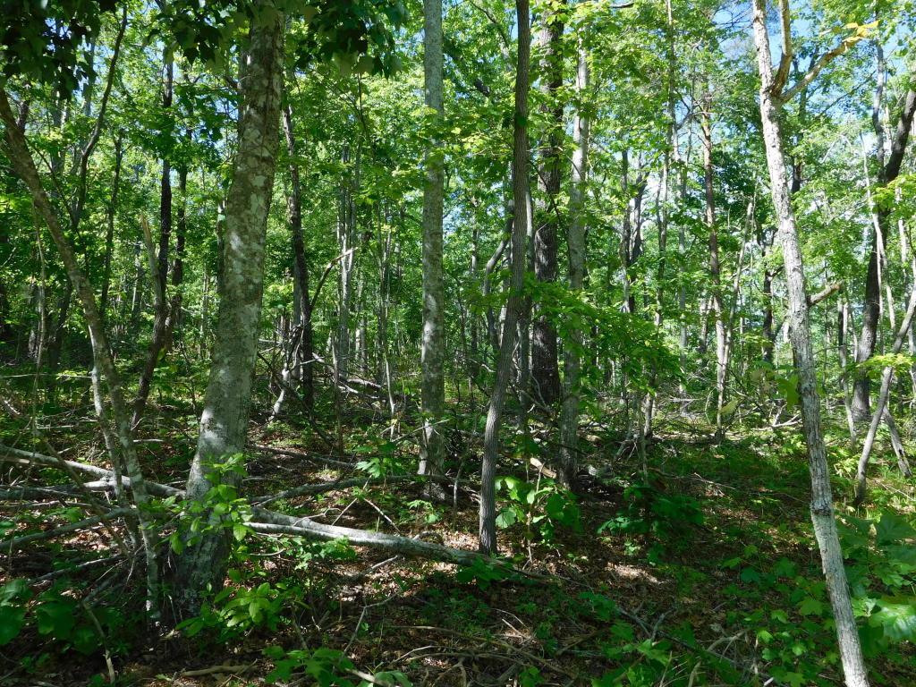 Sawmill Rd - Photo 1