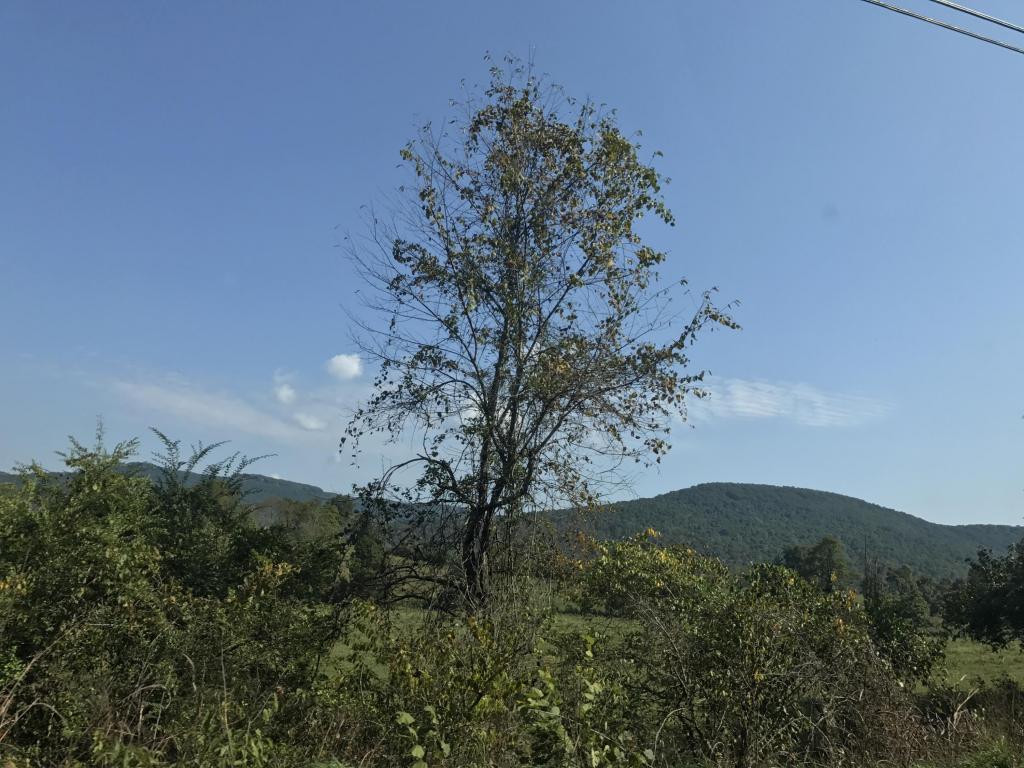 Topside Road, Lot 18 Rd - Photo 1