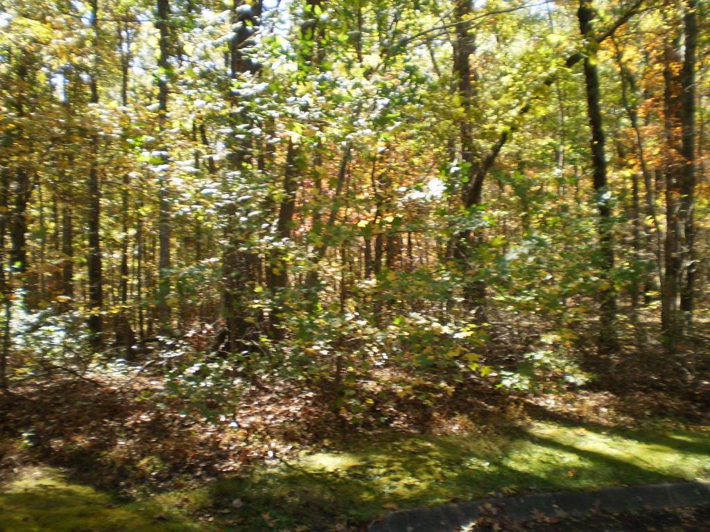 Autumn Tr - Photo 1
