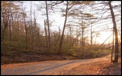 804 Rhododendron Lane - Photo 1