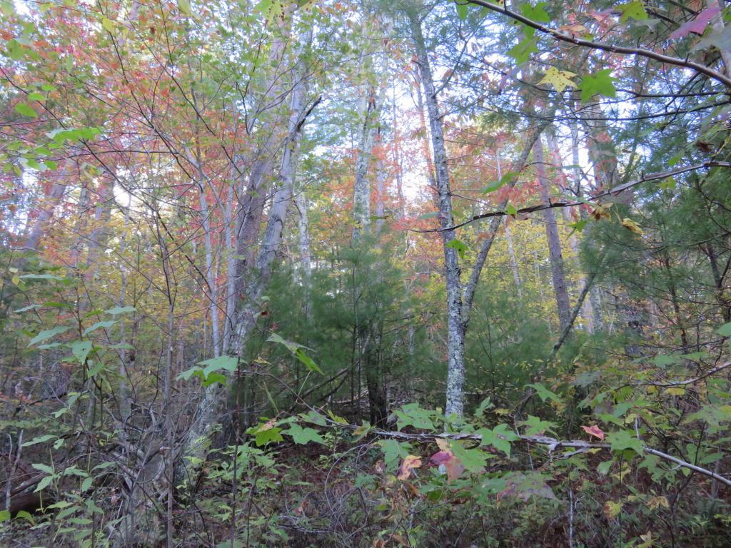 Smithfield Rd - Photo 1