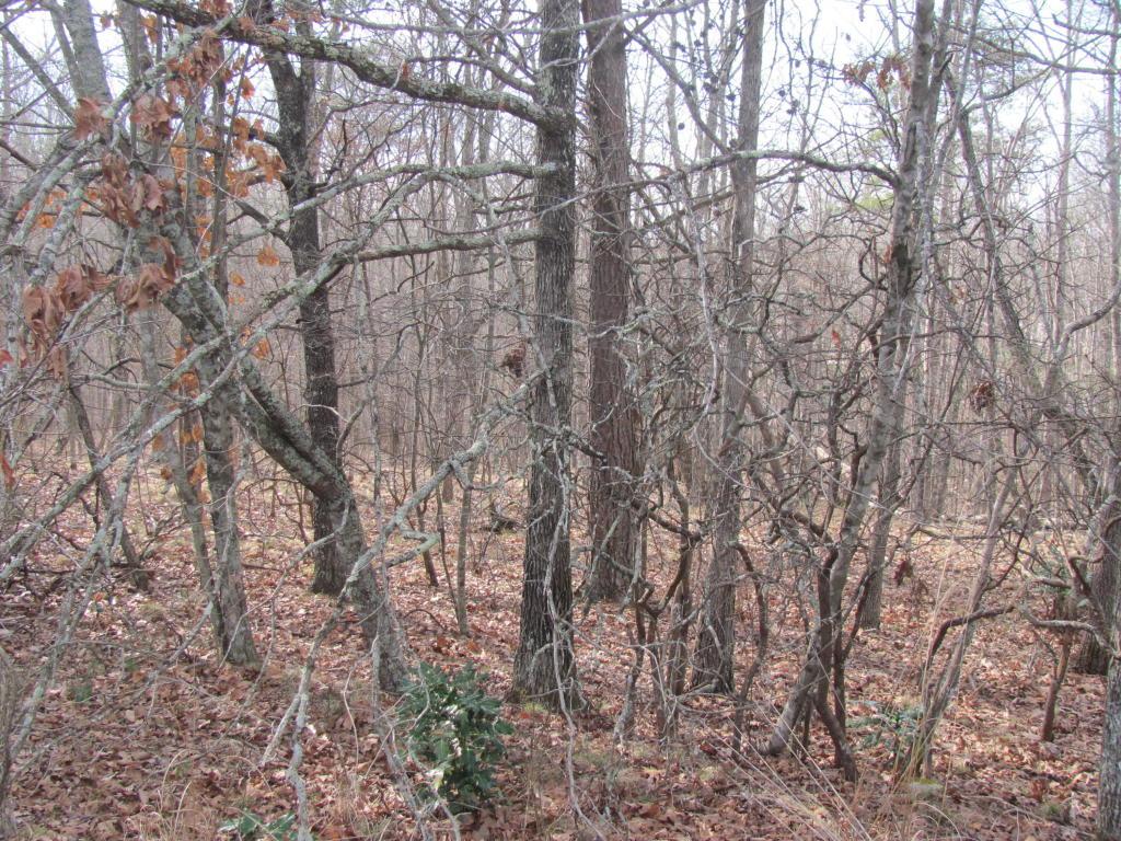 12 Wintergreen Court - Photo 1