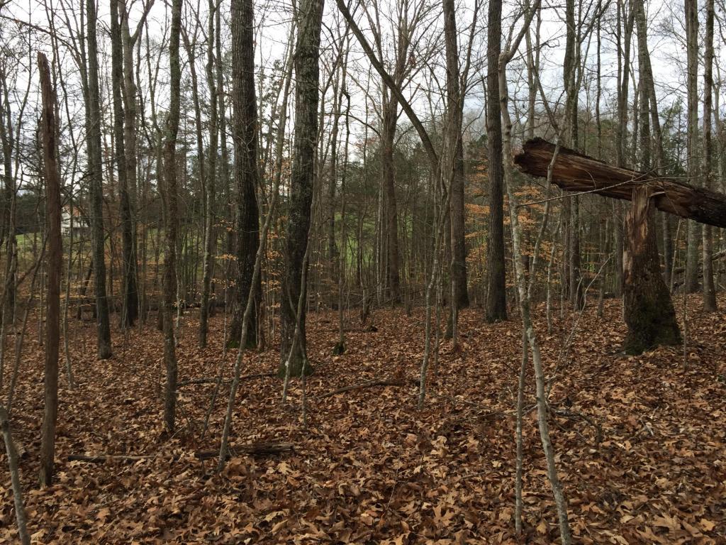 Lot 33 Blount Circle - Photo 1