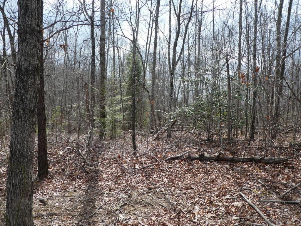 Bear Hollow Rd - Photo 1