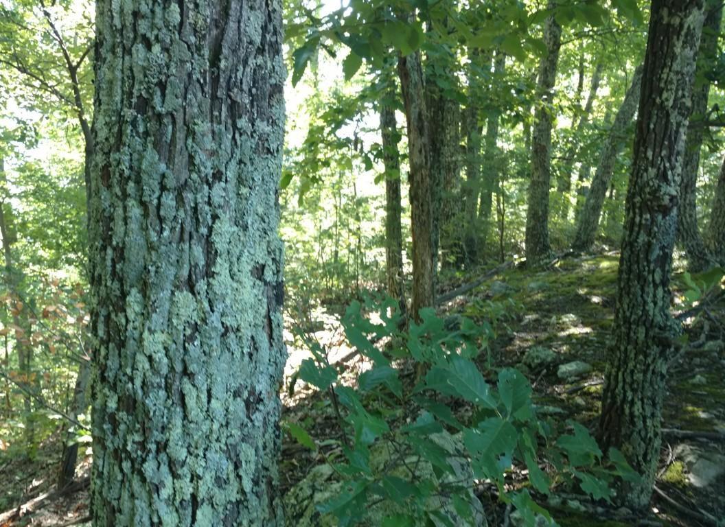 Lot 34 Black Oak Drive - Photo 1