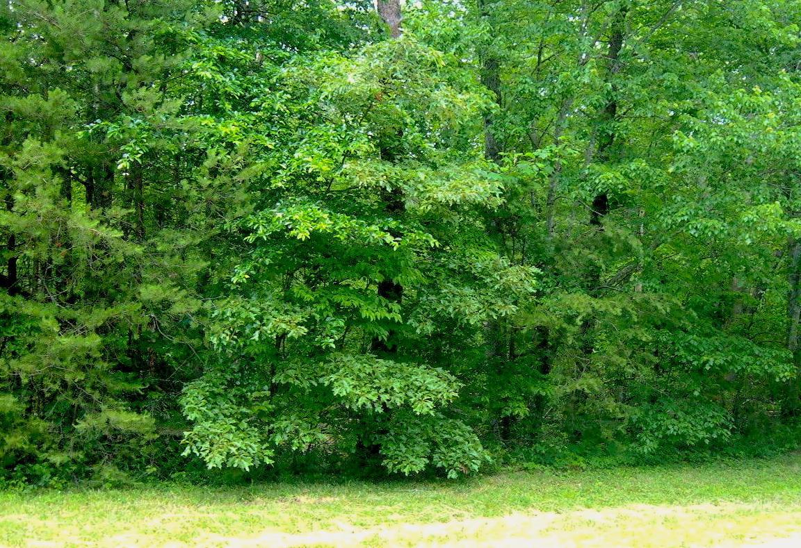 Goosepond Rd - Photo 1