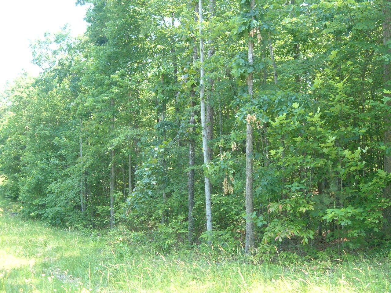 Laurel Way - Photo 1