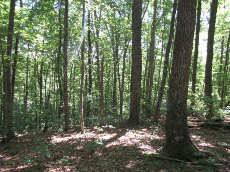 6.55ac Star Point Rd - Photo 1