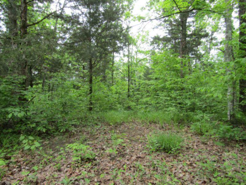 Lot 4 White Oak Ridge Rd - Photo 1