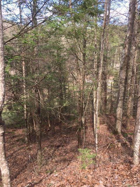 Black Bear Lane - Photo 1