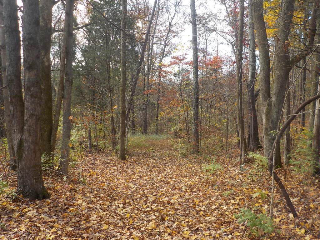 Rhea Road - Photo 1