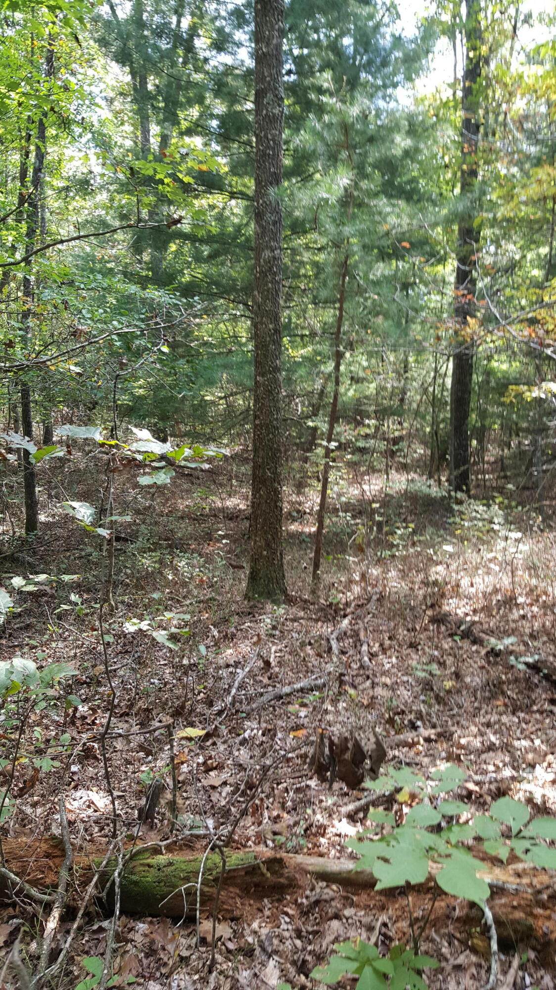 154 Anthony Road Rd - Photo 1