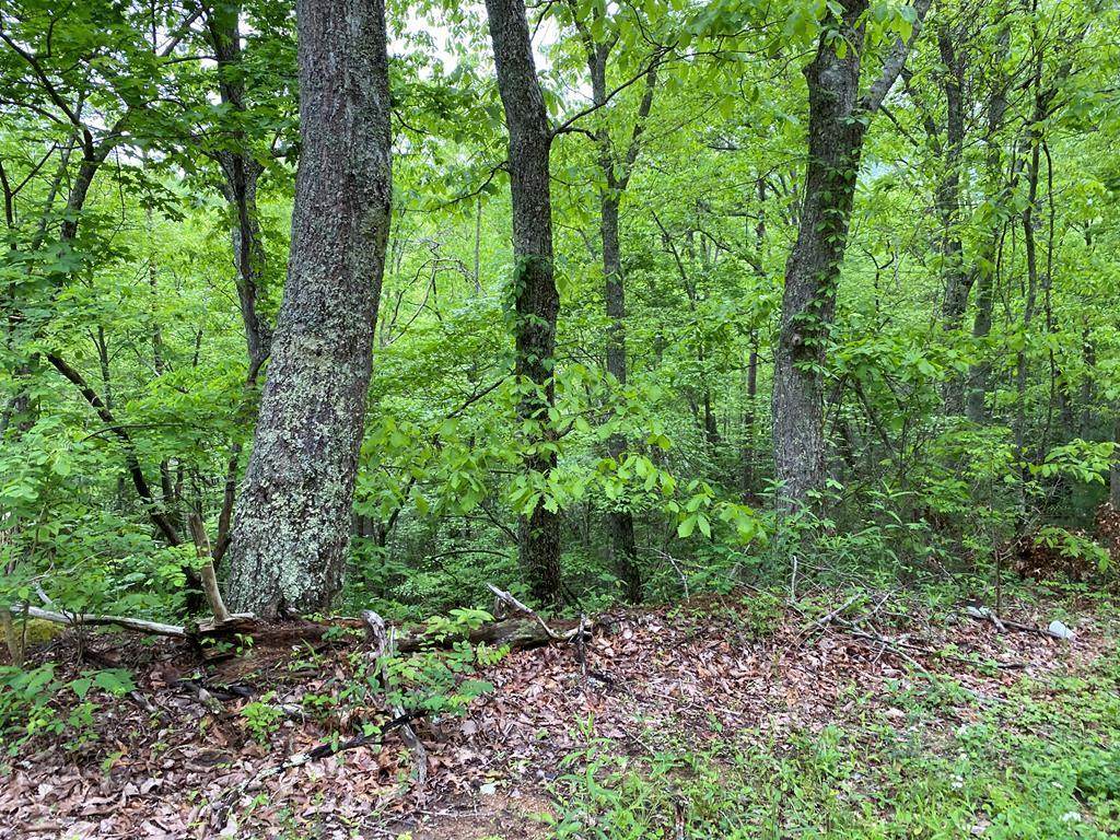 Lot 12 Black Oak Drive - Photo 1