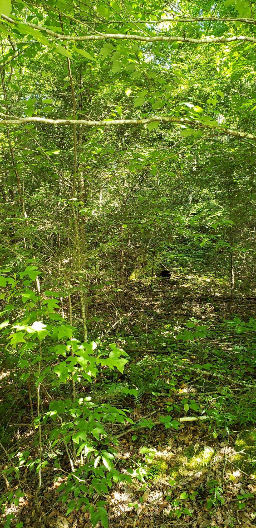 Lot # 61 Stonegate Way - Photo 1