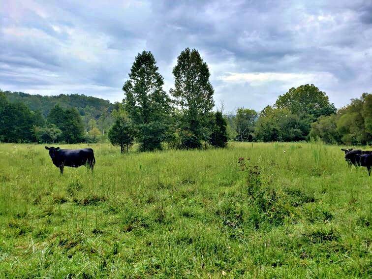 0 County Road 103 - Photo 1