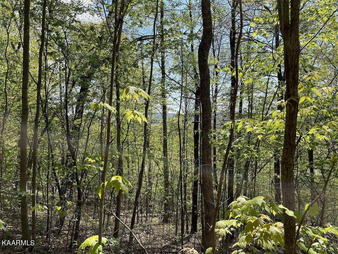 Lot 4 Country Mtn Rd - Photo 1