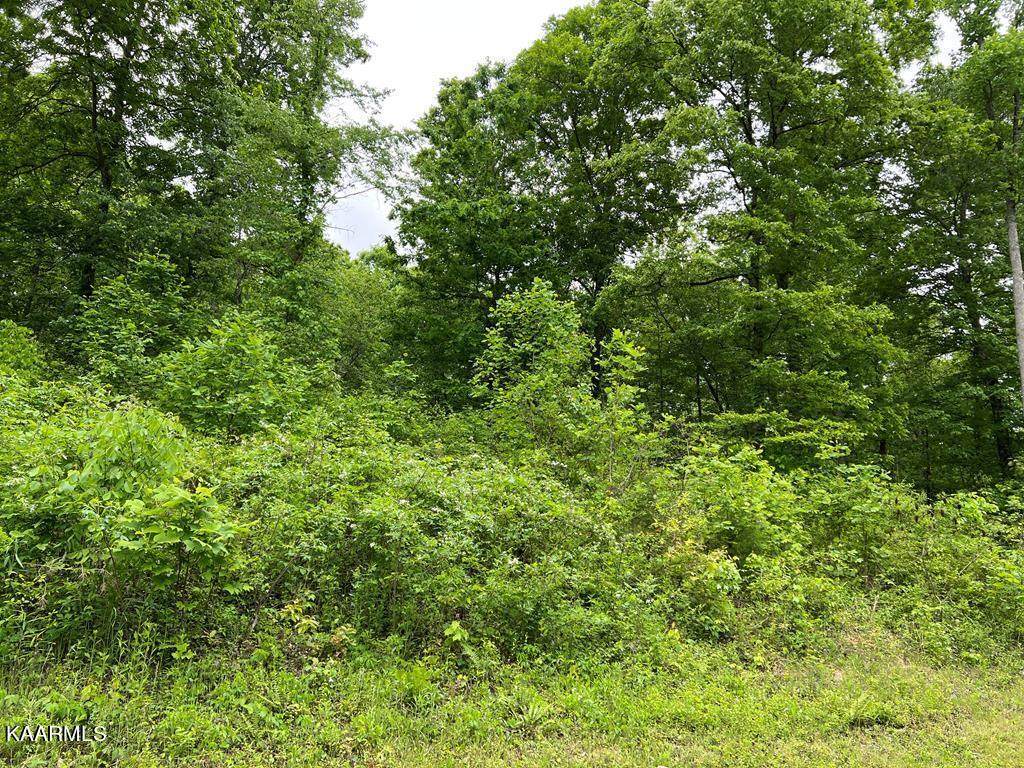 Tom Patterson Trail - Photo 1