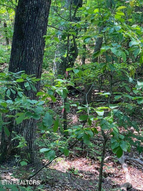 Goose Creek Rd - Photo 1