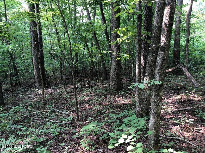 Tbd Jackson Hollow Rd - Photo 1