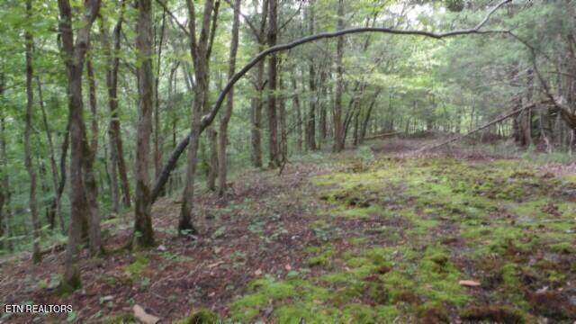 2.64 Old Hwy 53 S - Photo 1