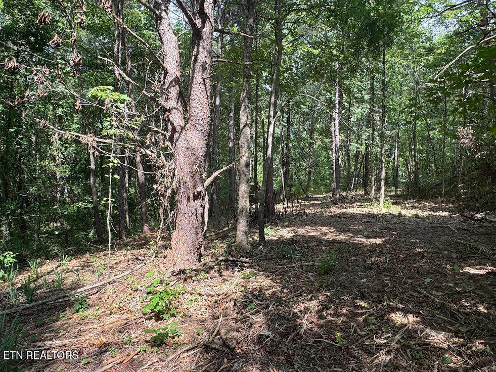  Old Wolf River Rd - Photo 1