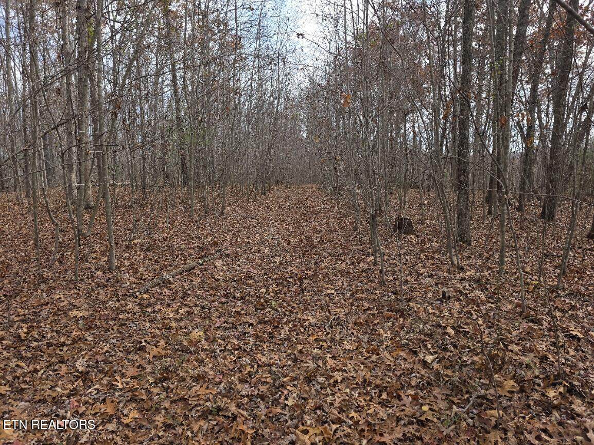  Junior Cox Rd - Photo 1