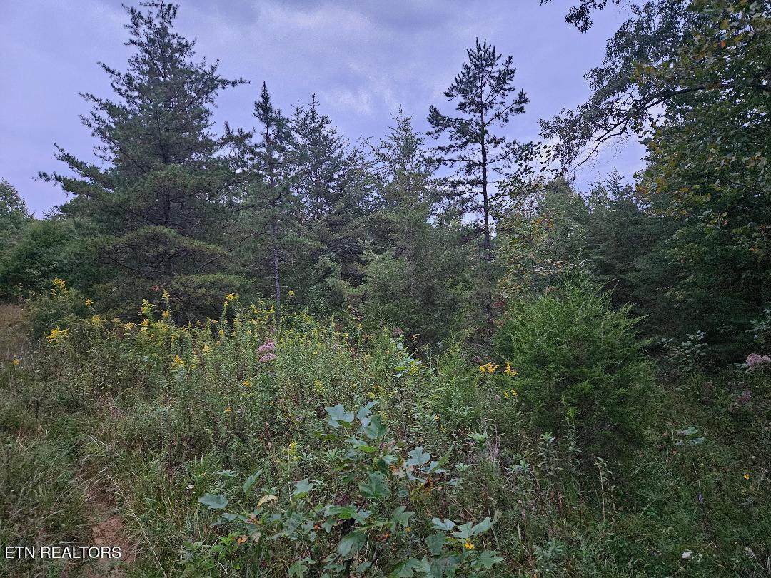 00 Sandy Rd N/O Rd - Photo 1