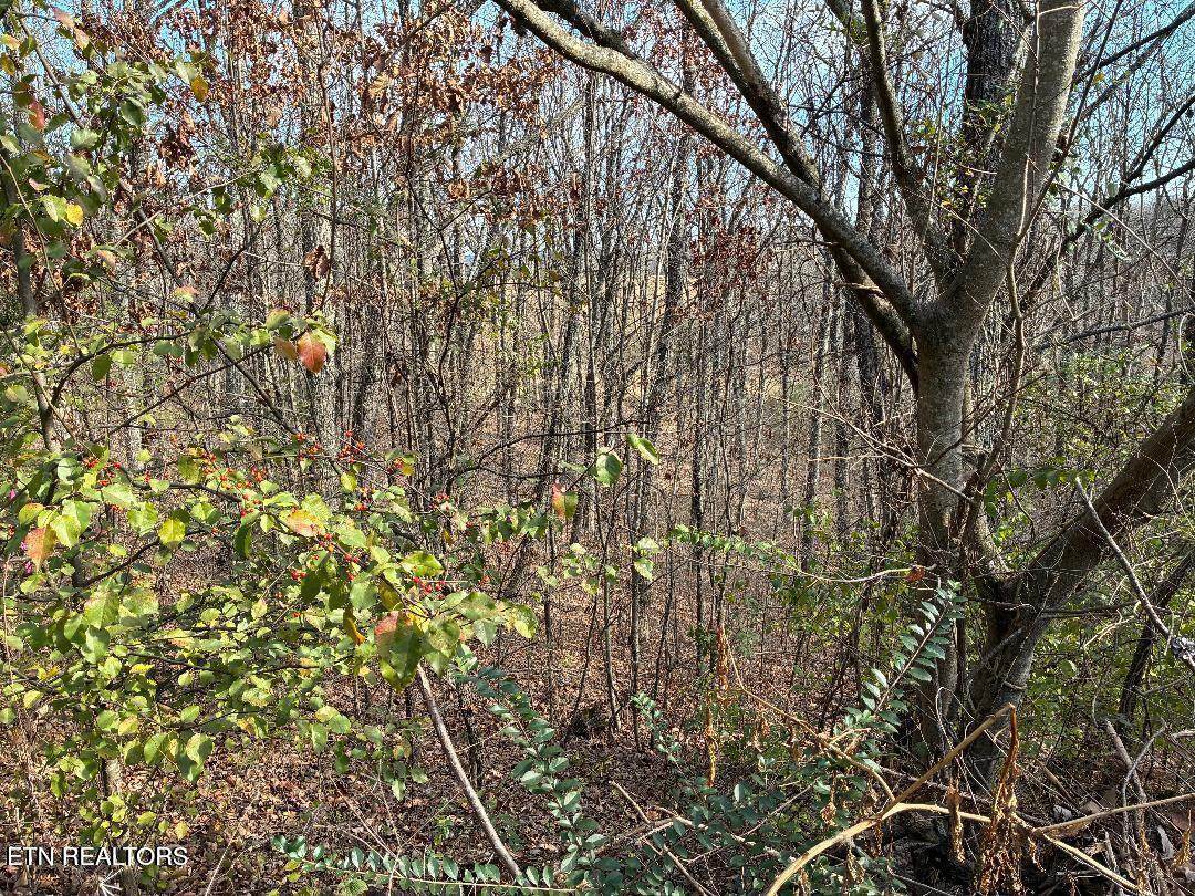 00 Poplar Drive Lot 31 - Photo 1