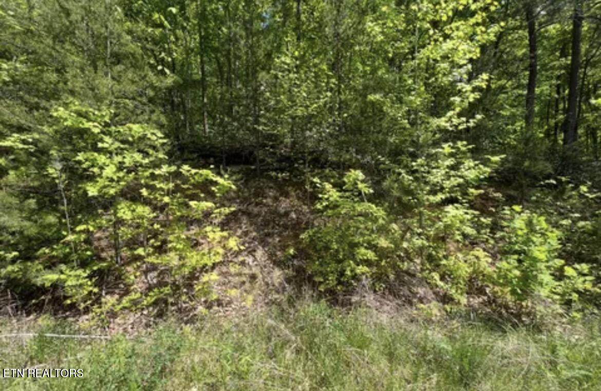 Lot 50 Yellowwood Drive - Photo 1
