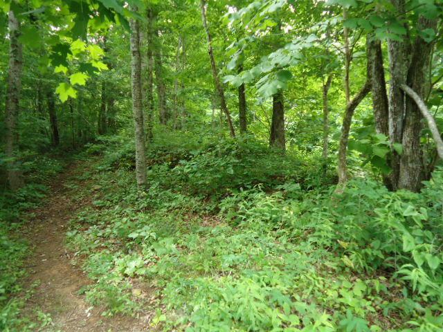 5.19 Ac Star Point Road - Photo 1
