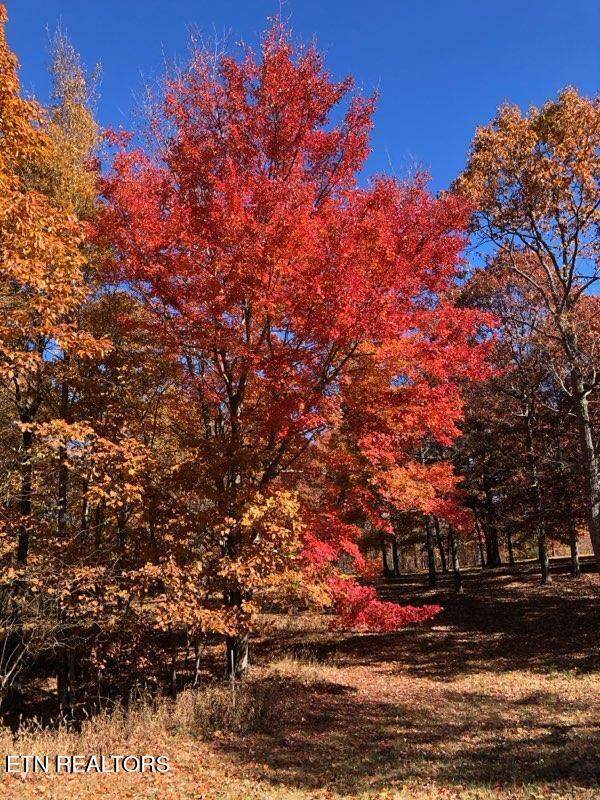 217 A Day Dream Drive - Photo 1