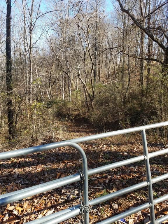 37.53 Acre Cupp Ridge Rd - Photo 1