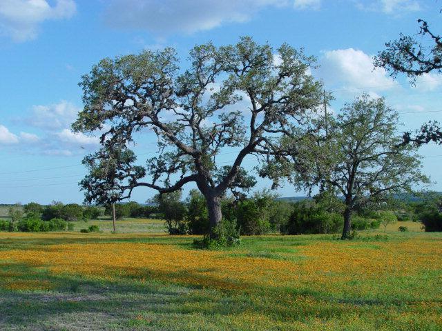 100 Ranch House Rd - Photo 1