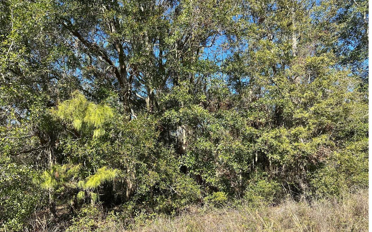 TBD Branch Dr (2,3,4) - Photo 1