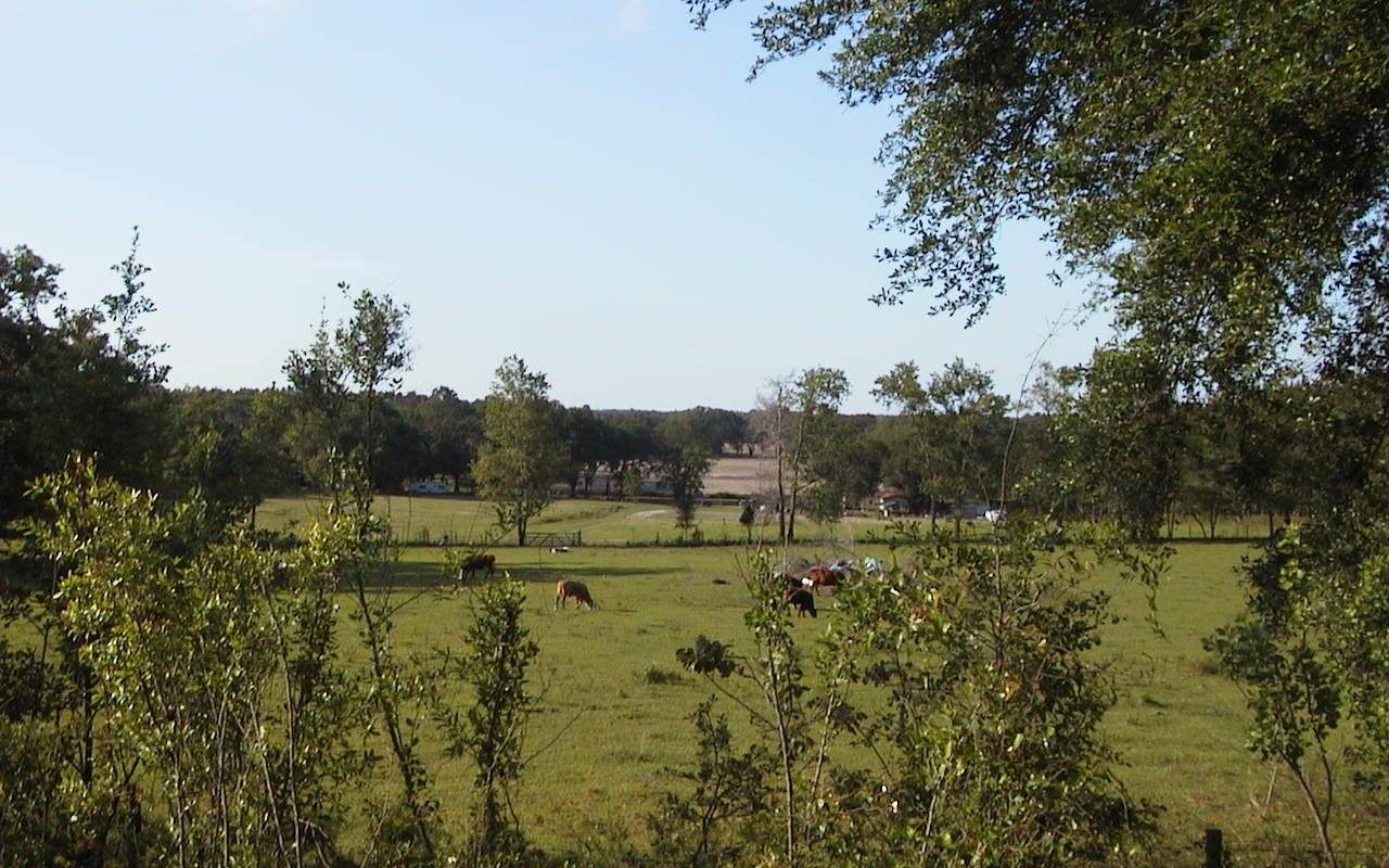 TBD Bedenbaugh Lane - Photo 1
