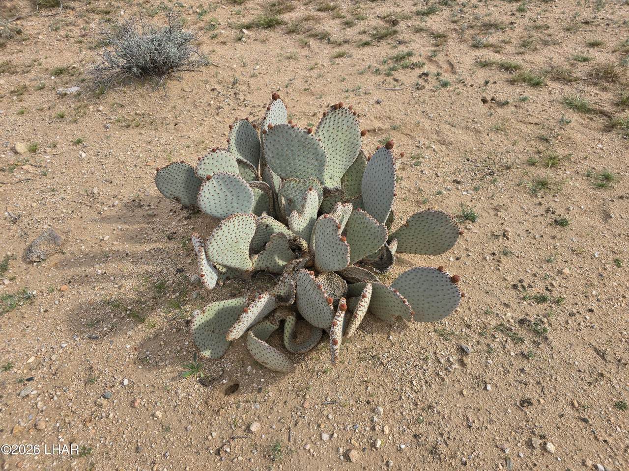 https://bt-photos.global.ssl.fastly.net/lakehavasu/1280_boomver_1_1039397-2.jpg