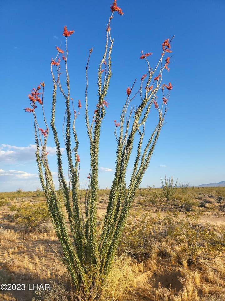 https://bt-photos.global.ssl.fastly.net/lakehavasu/1280_boomver_1_1039702-2.jpg