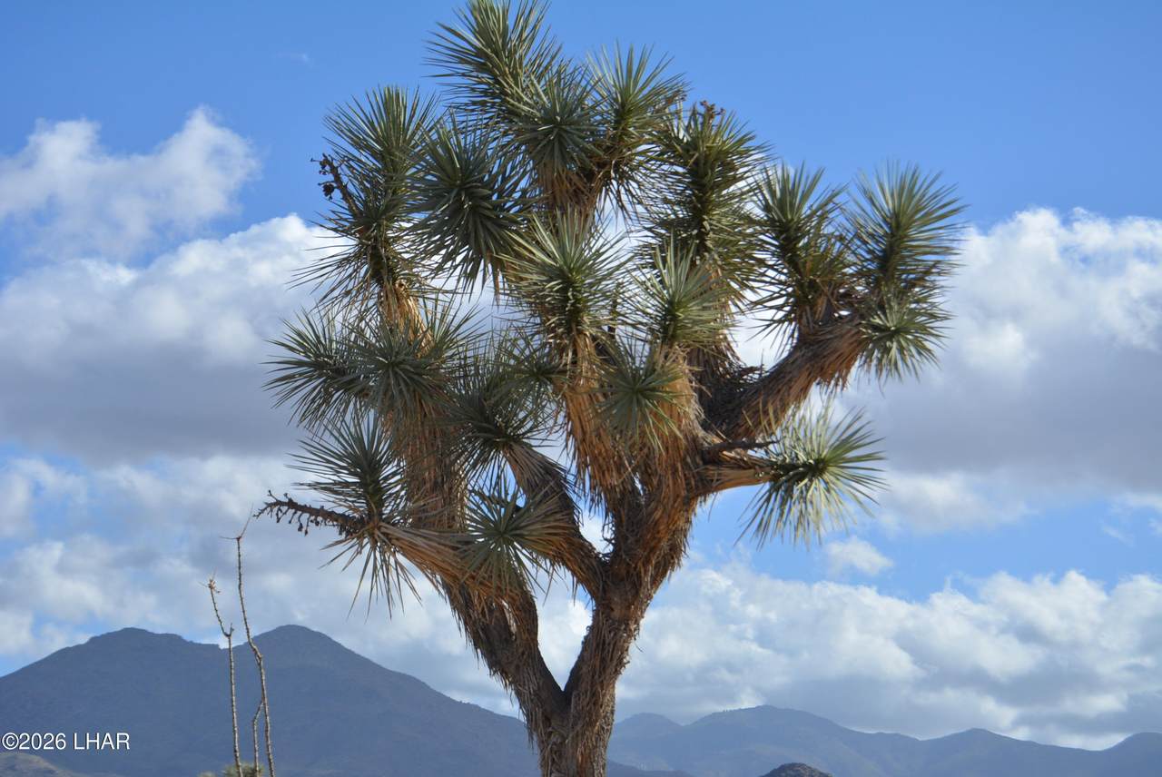https://bt-photos.global.ssl.fastly.net/lakehavasu/1280_boomver_1_1040263-2.jpg