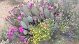 496 Billy The Kid Rd - Photo 10